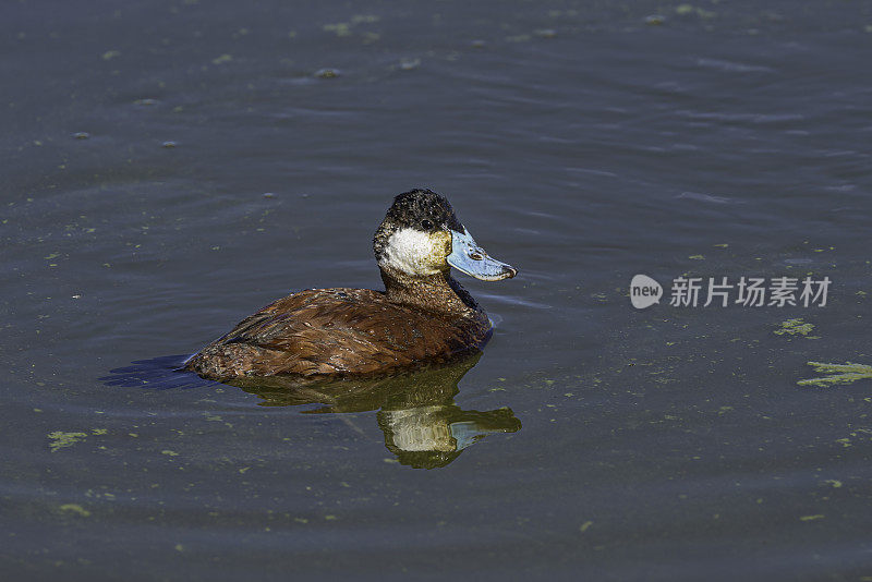 雄性红鸭(Oxyura jamaicensis)是一种来自北美的鸭，是一种硬尾鸭。马勒尔国家野生动物保护区，俄勒冈州。雁形目,鸭科。游泳。